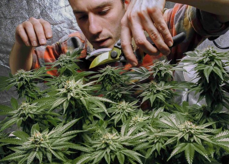 Weedology 101: College cannabis classes spring up across Massachusetts