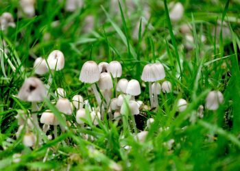 Massachusetts lawmakers file legislation to decriminalize psychedelic mushrooms, other plants